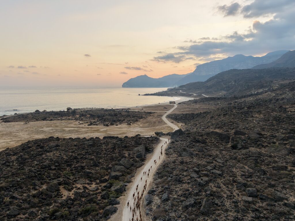 Al Fazayah Beach Salalah Oman camels walking coastal road sunset mountains sea scenic landscape